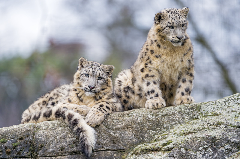 portrait, zoo  basel, mammal, brown, rock, wild  cat, face, leopards, nature, snow, undomesticated Cat, uncia, large, animals In The Wild, two, nikon  d4