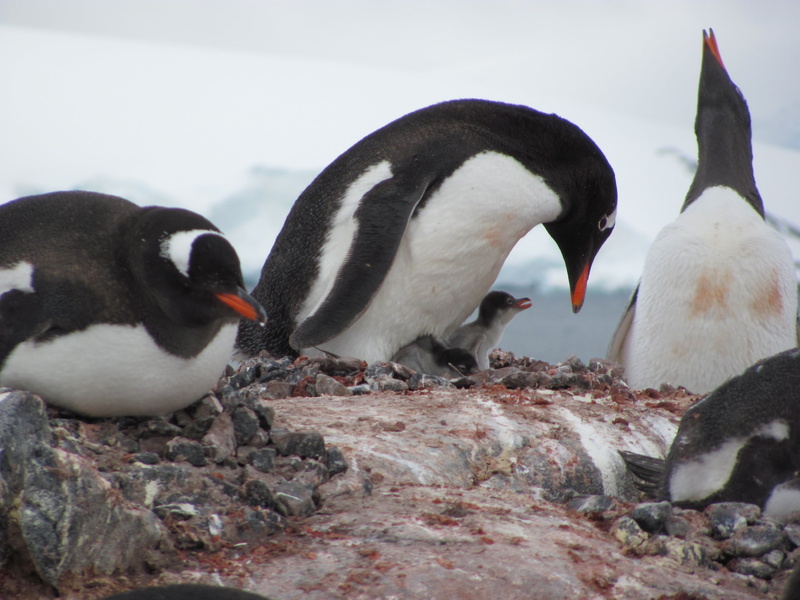 penguin, gentoo Penguin, day, formation, south Pole, togetherness, animal family, solid, flock, two animals, rock - object, beak, water, aquatic animal