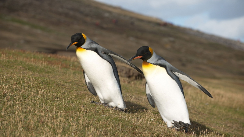 vertebrate, day, no people, standing, animals And Pets, iceland, wilderness Area, penguins, two animals, two, bird, wildlife, flightless Bird, animal themes