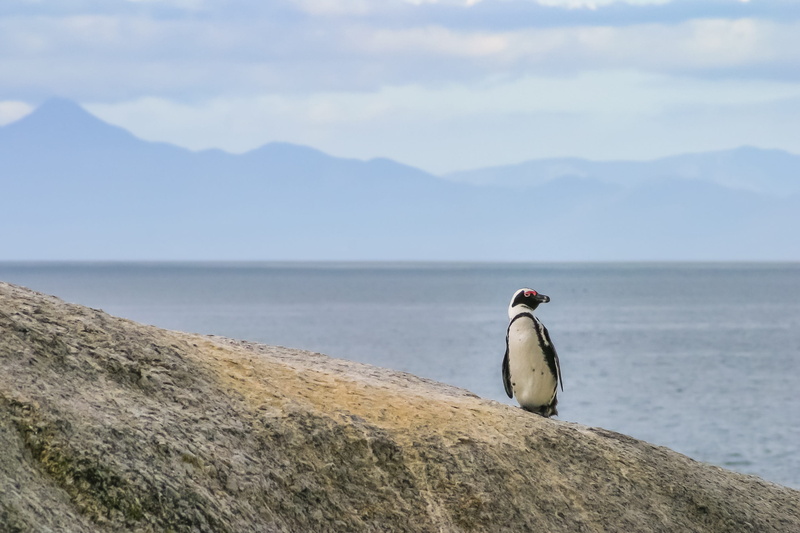 animal wildlife, mountain, no people, coast, seabird, animals in the wild, nature, daytime, scenics - nature, coastline, outdoors, water, perching, bird