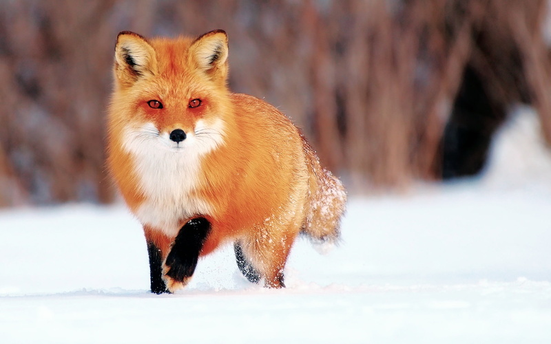 Little, Fox, Snow, Winter, 1080P