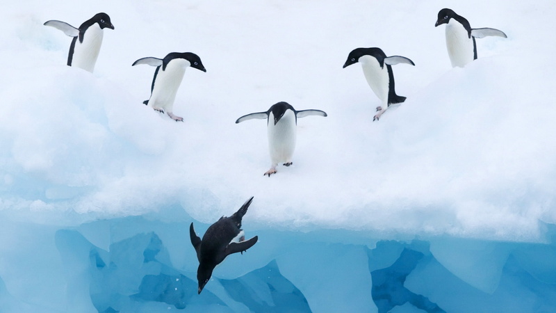 Ice, penguins, 1080P, Snow, Water, Penguin