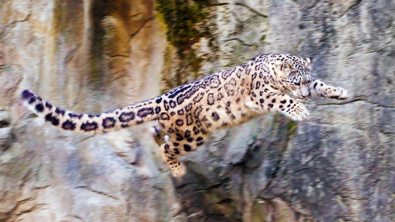 stop, hd, 1080P, action, leopard, snow, jump, animals