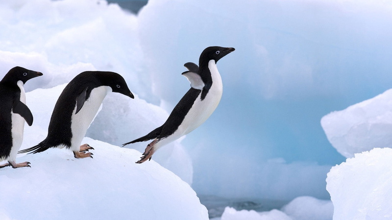 frozen water, vertebrate, two animals, jump, group of animals, animals In The Wild, animal wildlife, penguins, south Pole, bird, 1080P, frozen, frost