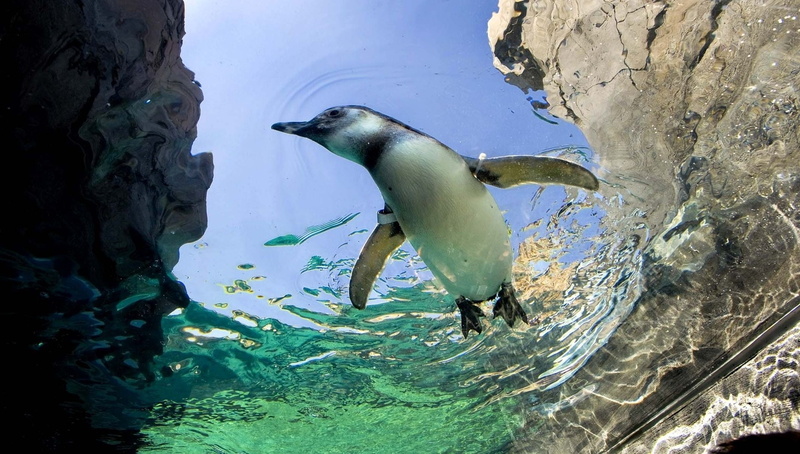 wildlife, mammal, 1080P, pacific Ocean, rock - object, galapagos Islands, white, no people, swimming, antarctica, sea Life, solid, aquatic Mammal, animals in captivity