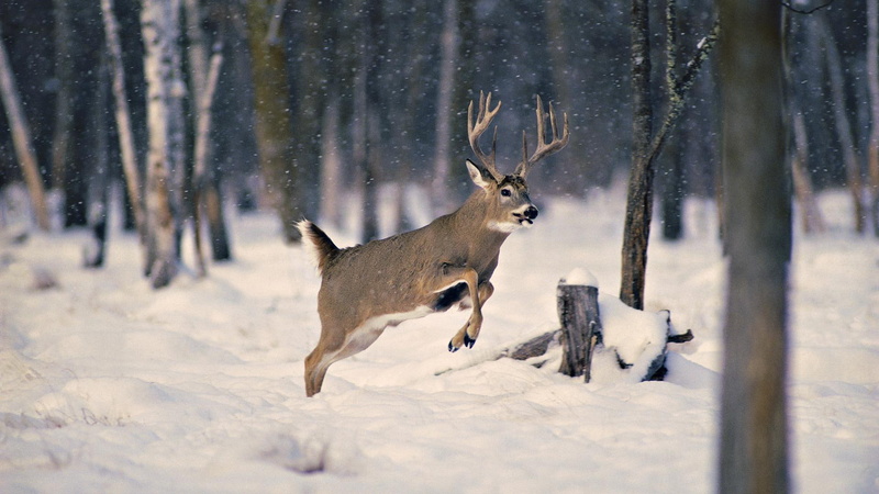 animals, deer, jumps, 1080P, snow
