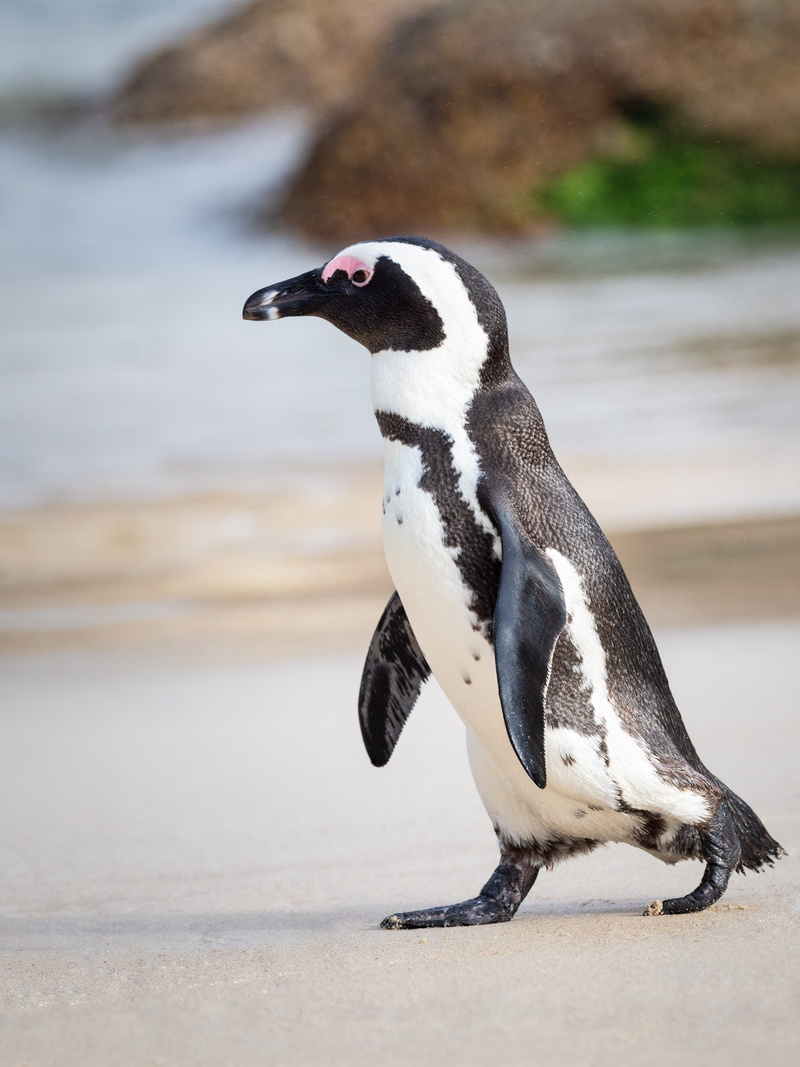 wild, animal wildlife, water, black, beach, african penguin, walking, vertebrate, nature, wildlife, outdoors, daylight, cute, bird, animal photography