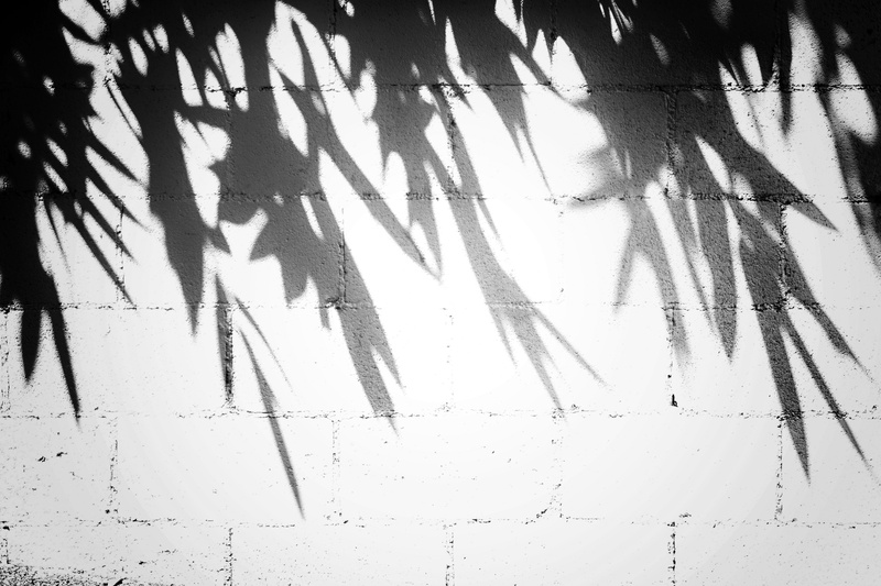 built structure, unfinished, hollow, wall - building feature, sunlight, outdoors, day, nature, growth, close-up, wall, plant, shadow, photo, texture, high angle view