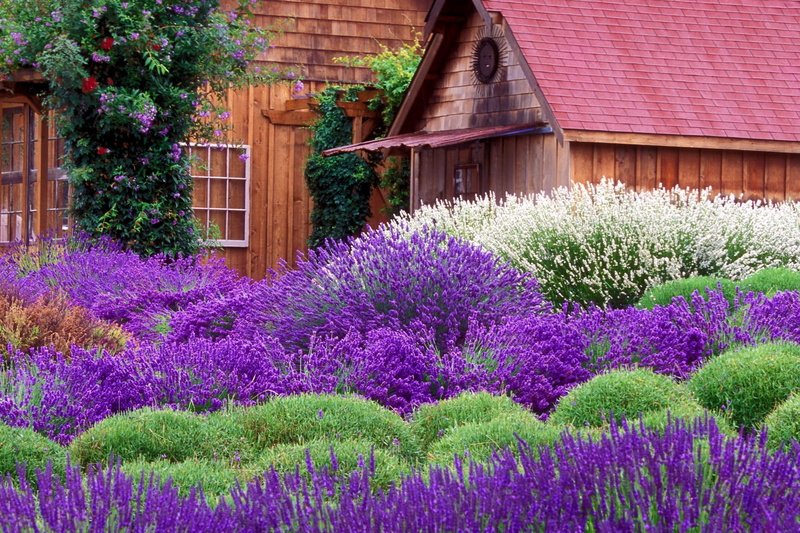 purple, lavender, house, green, 1080P, cottage, plant, window, 3d and, violet, wheat, flower, flowers, nature
