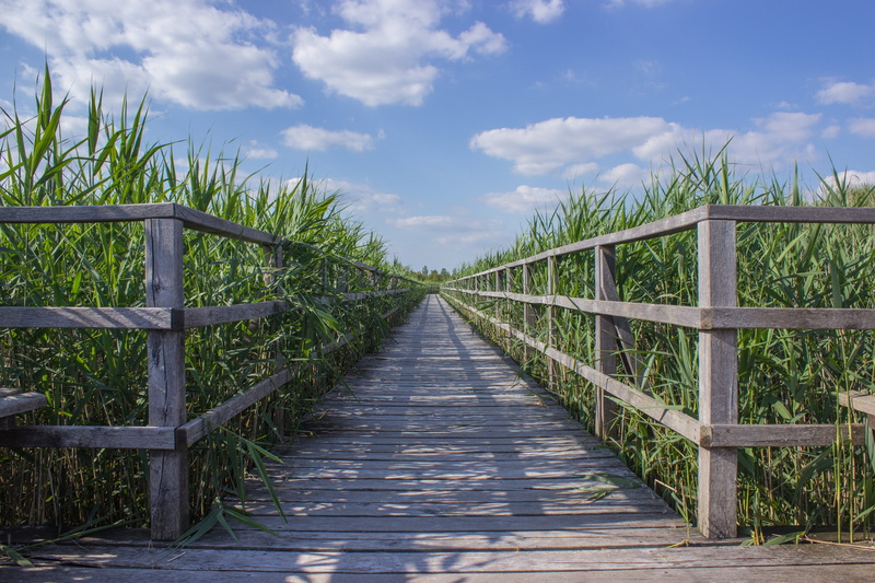 growth, landscape, brown, wooden, target, railing, just, away, land, nature conservation, beauty in nature, connection, focus, bridge - man made structure