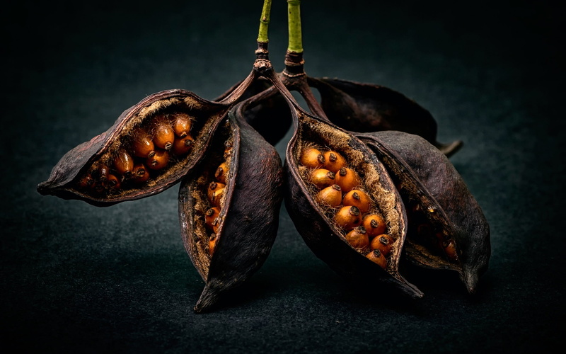 Macro, Life, 1080P, Seeds, Still, Photography, Fruits