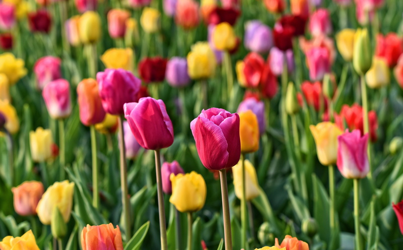 nature, Beautiful, yellow, no people, flowerbed, growth, full frame, fragility, purple, Colorful, Tulips, inflorescence, vulnerability, flowering plant