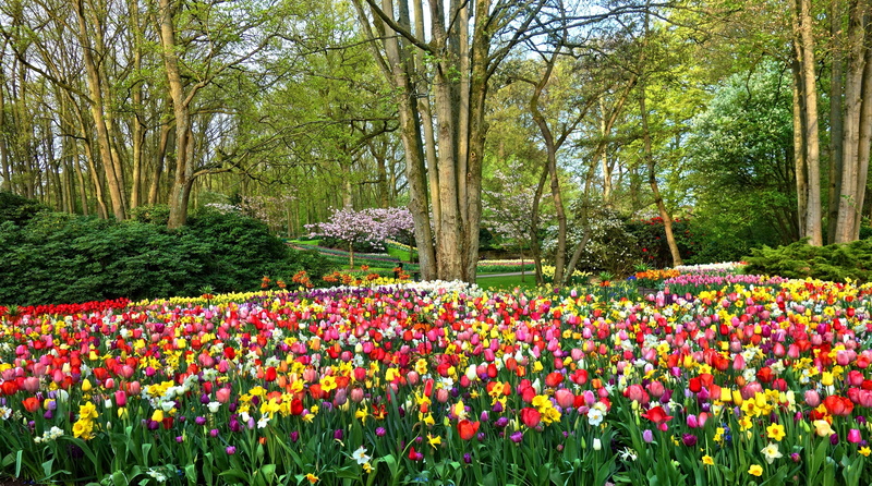 nature, Garden, outdoors, ornamental garden, Blossom, growth, Flowers, beauty in nature, plant, flower, Netherlands, freshness, Design, multi colored, Europe