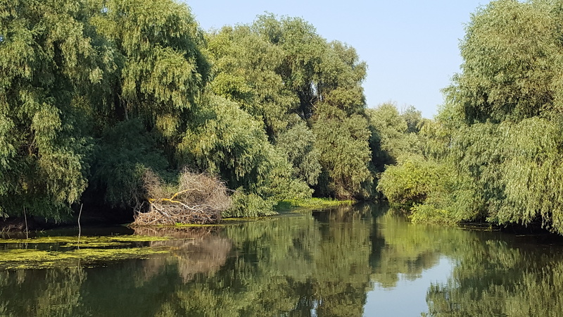 vegetation, idyllic, forest, tranquil scene, coniferous tree, tree, beauty in nature, sky, delta, day, plant, waterfront, no people, scenics - nature, river