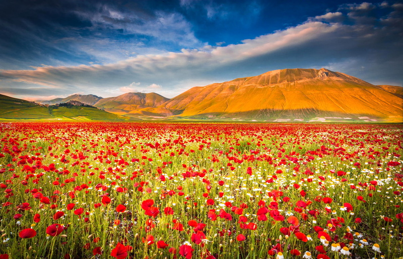 red, flowerbed, mountain, beauty in nature, flowers, meadow, nature, flower, poppy, mountains, Maki, sunlight, petaled, castelluccio di norcia, the sky