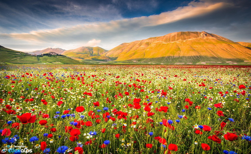Maki, farm, sunlight, umbria, mountain range, flowers, cloud - Sky, wildflower, springtime, agriculture, scenics, summer, norcia, plantation, castelluccio