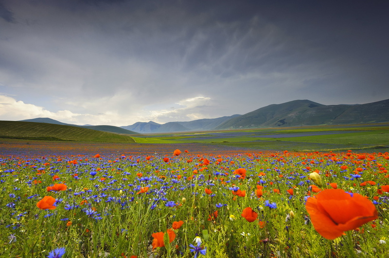 mountains, 1080P, Maki, Italy, cornflowers, Umbria, flowers, valley