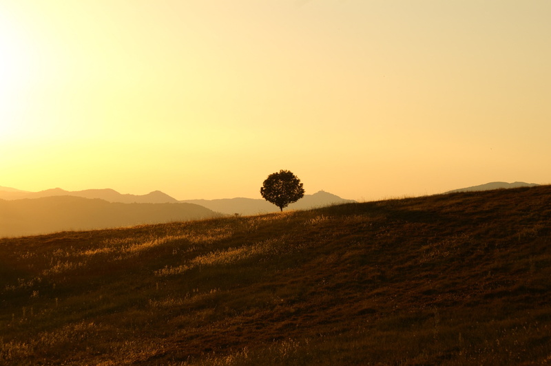 grass, beauty in nature, sun, non-urban scene, setting sun, environment, solitary, sky, no people, umbria, field, landscape, tree, mountain, outdoors, sunset