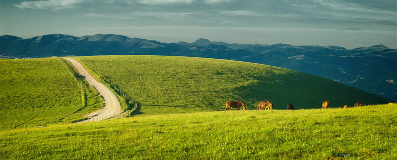 green color, springtime, monte subasio, tree, grass field, landscape, woodland, green, land, environment, beauty in nature, mountain, umbria, perugia, outdoors