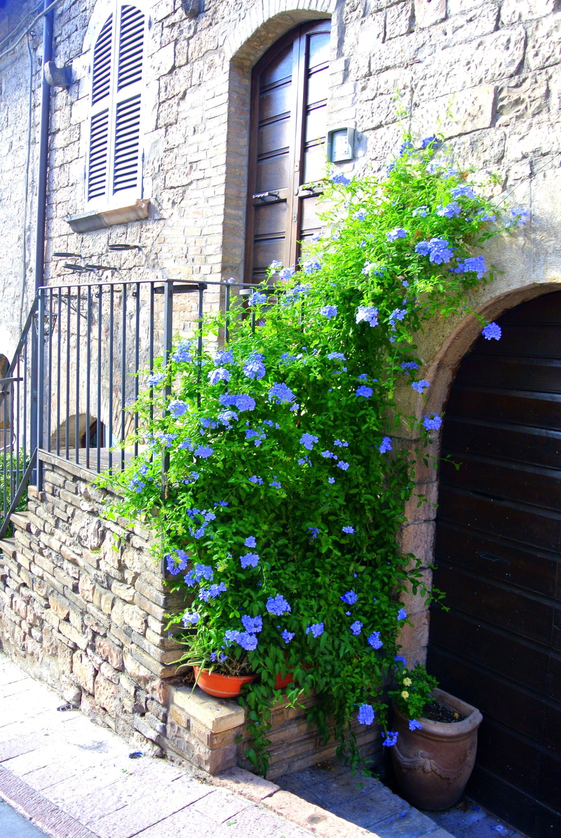 no people, gardening, potted plant, wall - building feature, plant part, Plant, growth, house, flower, nature, 4K, beauty in nature, built structure, architecture