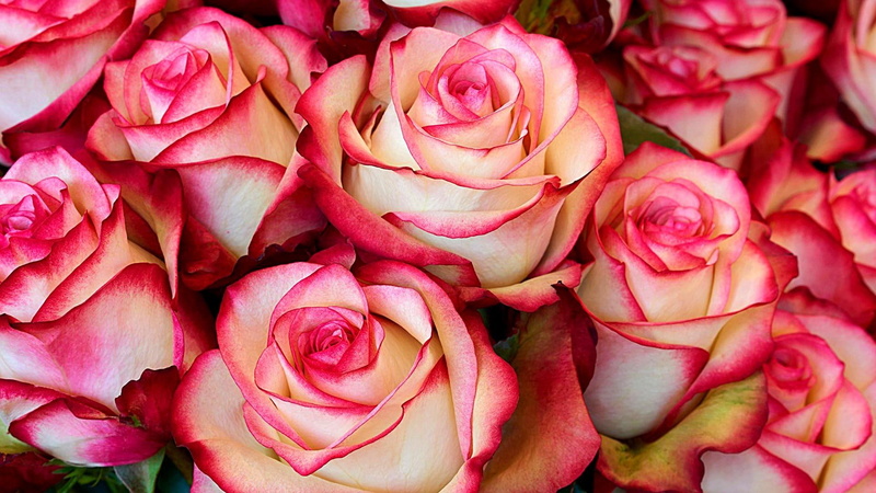 rosa centifolia, 1080P, petal, cut flowers, pink roses, rose family, garden roses, flower, flora, rose, pink, floristry, close up