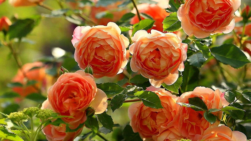 rose, floristry, garden roses, 1080P, flower, rose family, plant