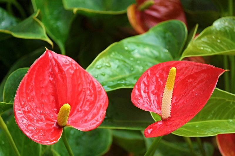 decoration, water, 4K, flamingo, floristry, freshness, nature, houseplant, healthy eating, shiny, Flamingo Flower, plant, green color, leaf, bright, plant part