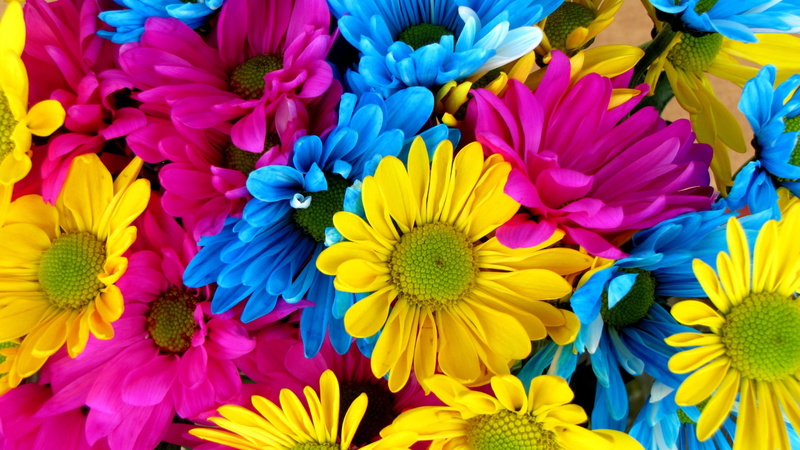 daisy, fragility, inflorescence, no people, close-up, purple, floristry, backgrounds, flower arrangement, yellow, high angle view, 4K, petal, cut flowers