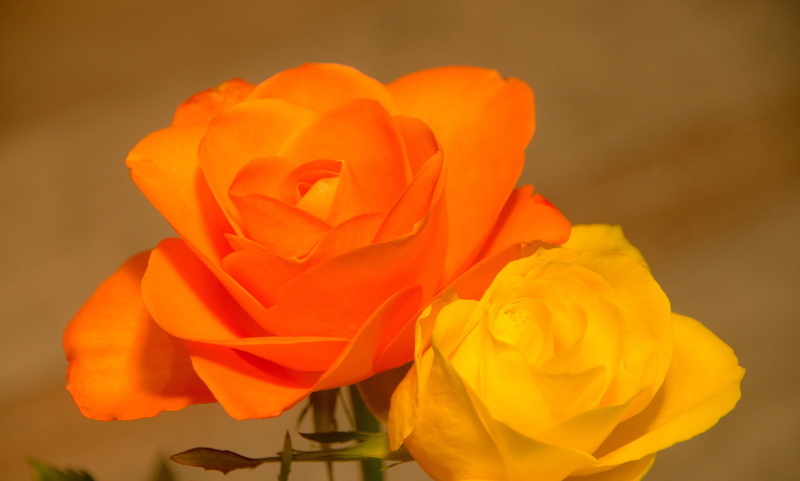 nature, bouquet, flowering plant, inflorescence, flower head, red, close-up, floristry, flora, valentines day, orange, feelings, soft focus, scrap, love