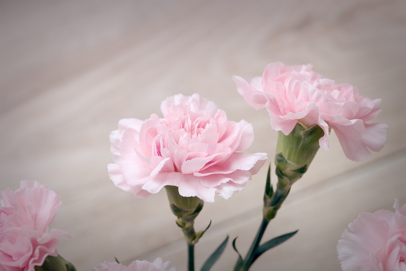 decoration, fragility, cut flowers, 2K, flower head, pink, close-up, vulnerability, day, plant, growth, focus on foreground, beauty in nature, filled blossoms