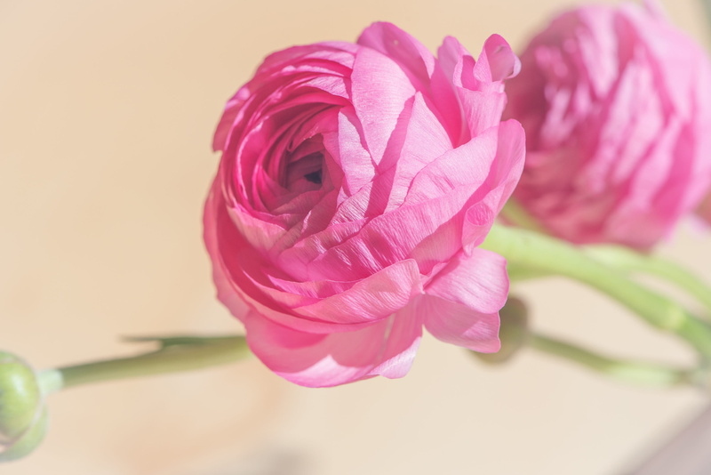 softness, petals, close up, inflorescence, beauty in nature, bloom, spring flower, growth, fragility, spring, flora, floristry, pink color, studio shot