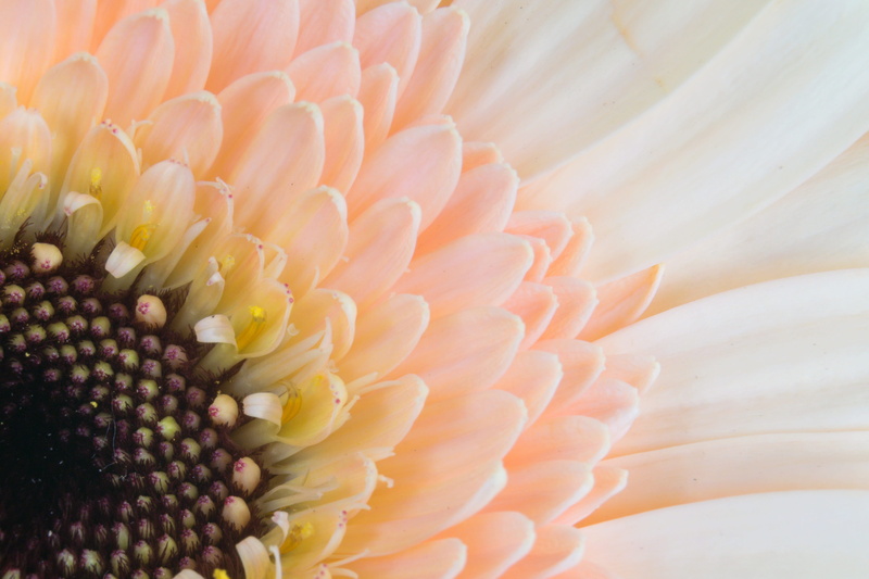 no people, photography, beauty in nature, 4K, gerbera, romance, colored, flower head, blossom, germini, pollen, freshness, peach, underwater, growth, plant