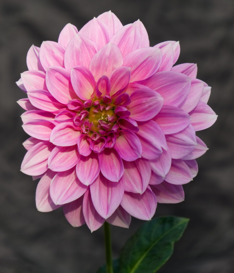 flower, petal, inflorescence, petals, 2K, dahlia garden, plant, summer, nature, pollen, freshness, colorful, growth, zinnia, close up, day, focus on foreground