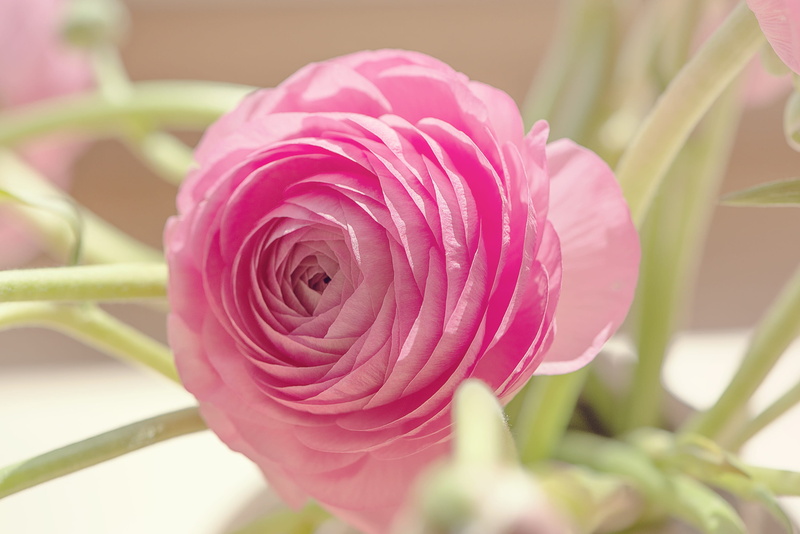 plant, petals, 2K, day, pink color, floristry, rose - flower, fragility, focus on foreground, freshness, rose, spring, ranunculus, flowering plant, blossom