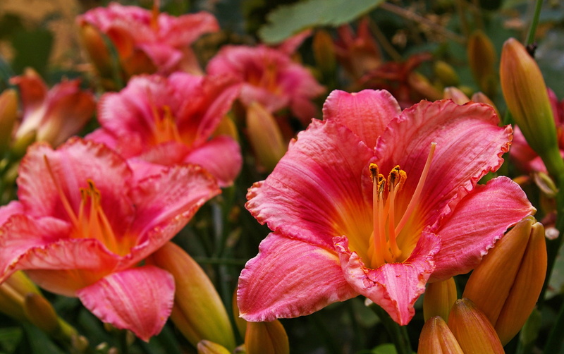 petals, freshness, inflorescence, flower head, blossom, pollen, flower, floral, lily, flowering plant, pink color, plant, petal, blossomed, daylily, gardening