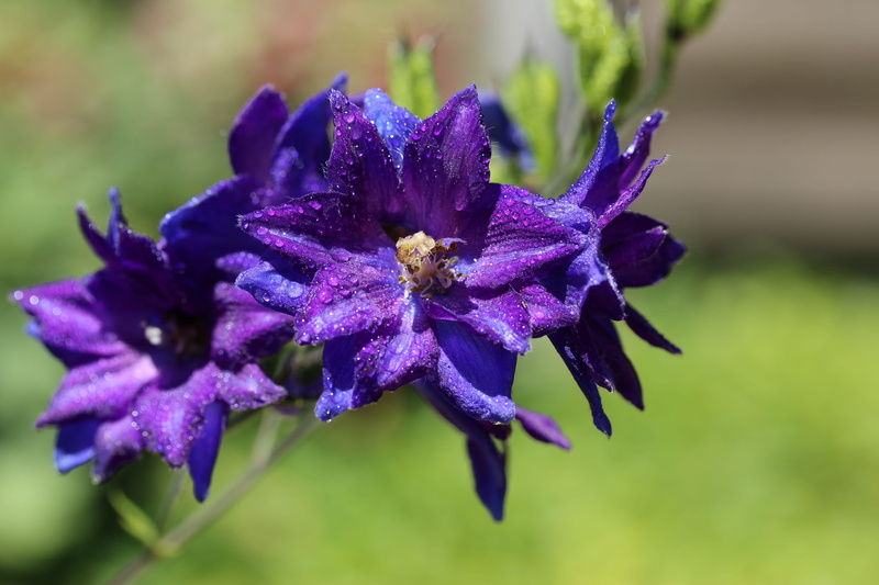 purple, pollen, floristry, beauty in nature, no people, flowers, nature, bloom, floral, flowering plant, close-up, 5K, summer, freshness, flower, inflorescence