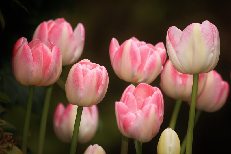 flower Head, garden, fragility, season, tulips, colorful, frühlingsanfang, beauty In Nature, close, flowering plant, leaf, freshness, floristry, botany
