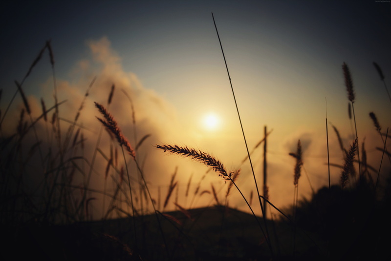 Field, bokeh, 6K, 4K, macro, 5K
