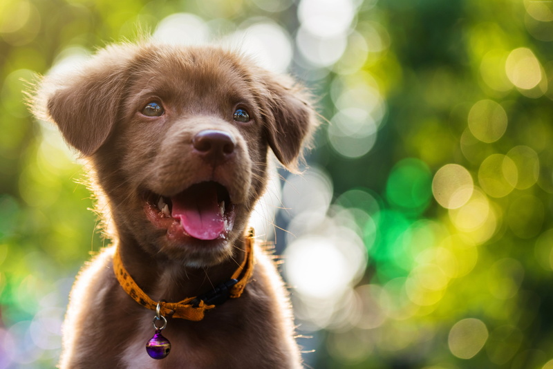 no people, looking at camera, domestic, collar, animal, portrait, animal mouth, pets, mouth, Funny animals, focus on foreground, 5K, one animal, vertebrate
