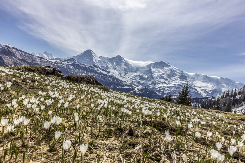 outdoors, day, mountain, flowers, cold temperature, plant, landscape, mountain range, lobhornhütte, beauty in nature, mountains, coniferous tree, switzerland