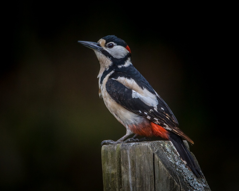 Nature, male, perched, New Forest, spotted, Great Spotted Woodpecker, post, grey wood, greater, bird, animal, woodpecker, wood, Greater-spotted Woodpecker