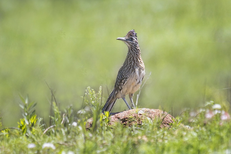 Wichita Mountains Wildlife Refuge, Greater Roadrunner, grass, animal, greater, grey, nature, 5K, bird, roadrunner, Oklahoma, white, white bird, wildlife