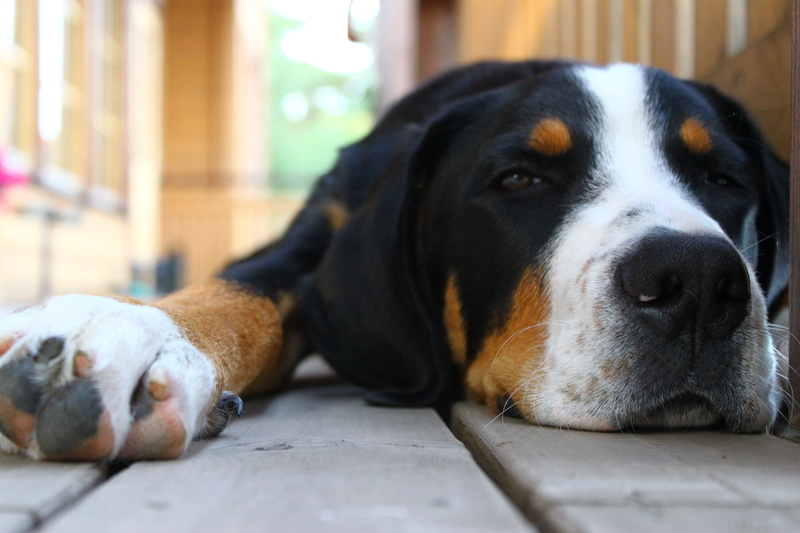 sitting, snout, portrait, looking, vertebrate, 4K, one Animal, domestic, lying, looking at camera, greater, spotted, flooring, day, dog, tricolor, no People