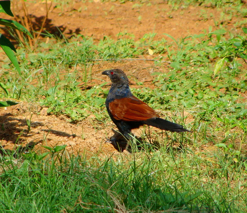 galliformes, animal themes, bird, plant, field, day, animals in the wild, green color, zoology, nature, greater coucal, species, animal, pheasants, perching