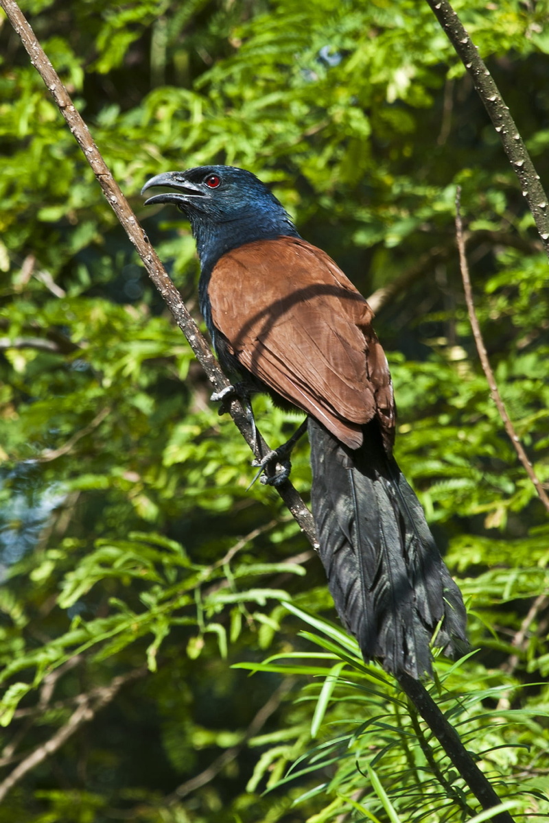 asia, thailand, one animal, focus on foreground, animal wildlife, day, low angle view, habitat, feather, ecology, animal, close, outdoors, beak, bird, exotic