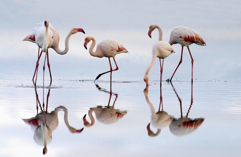 wading, Animals, group of animals, full length, Piedra, Flamingos, Greater, animals in the wild, animal wildlife, flamingo, vertebrate, de, freshwater bird
