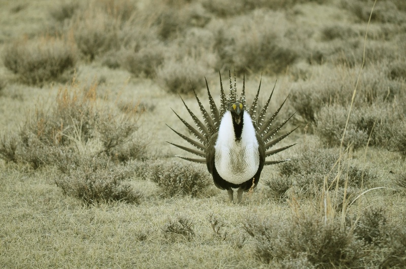 prairie, one animal, meadow, focus on foreground, field, wildlife, plant, animals in the wild, courtship, vertebrate, spread wings, animal, greater sage grouse
