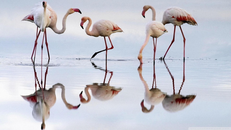 flamingos, funte, animals, lagoon, spain, 1080P, beach, reflection, depiedra, greater