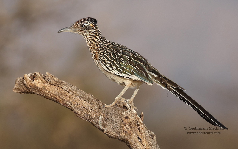 Birds, 1080P, Bird, Greater Roadrunner, Branch, Roadrunner, Animal
