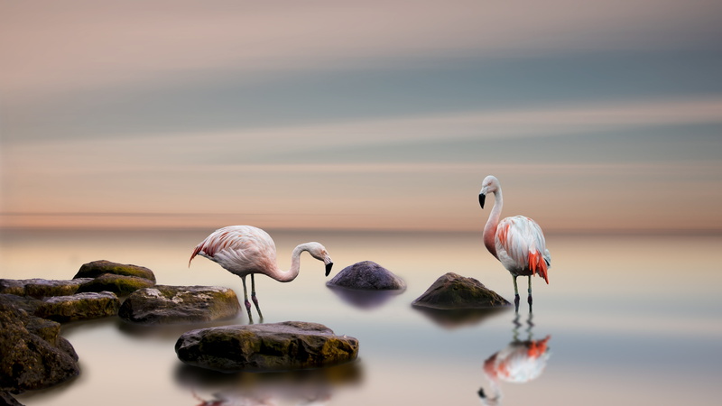 5K, flamingos, greater, two, ocean, flamingo, 5k, bird